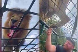 'Rợn tóc gáy' khoảnh khắc sư tử đói ăn quần ngay trên đầu người