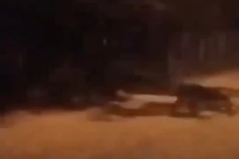 Phát hiện “sinh vật kỳ lạ” bò quanh như cua khiến dân tình hoảng hốt