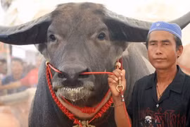 Anh nông dân có con trâu "khủng", ra giá 34 tỷ đồng