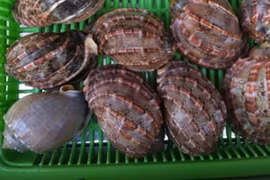 Loài đặc sản ở Việt Nam khan hiếm, ít người biết tới