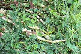 Loại cây dại "lớn nhanh như thổi", dân đem về trồng kiếm cả trăm triệu