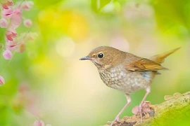 Ai sinh tháng Âm lịch này sự nghiệp thăng trầm, cần nhiều nỗ lực