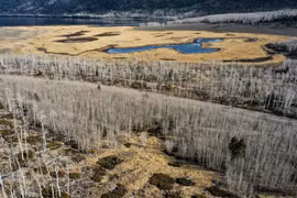 Những loài sinh vật lớn nhất thế giới không phải động vật