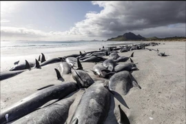 Hình ảnh gần 500 con cá voi chết la liệt trên bãi biển New Zealand