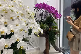 Lan hồ điệp trồng trên gỗ lũa cả trăm triệu đồng hút khách