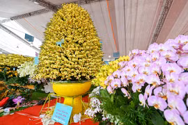 Chậu lan hồ điệp giá gần 1 tỷ đồng sát Tết chưa tìm được chủ mới