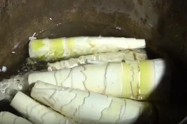 Chọn măng tươi ngon nhất không phải ai cũng biết