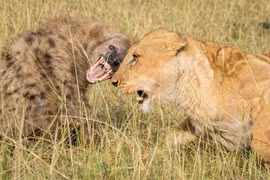 Clip: Linh cẩu ăn no đòn vì cả gan “gọi hội quây” sư tử 