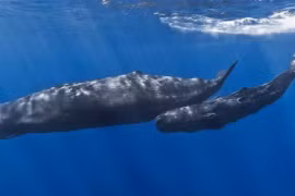 Thứ "gia vị" được vua Anh yêu thích: Hiếm, giá triệu đô