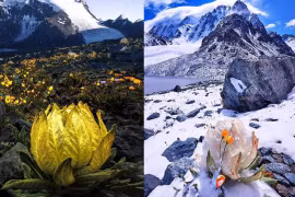 Mê mẩn vẻ đẹp của Thiên Sơn tuyết liên