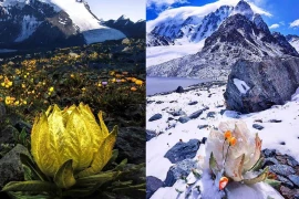 Mê mẩn vẻ đẹp của Thiên Sơn tuyết liên