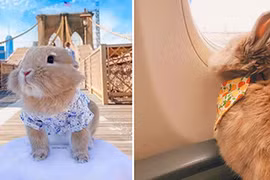 Chú thỏ nổi tiếng sau chuyến đi Mỹ sang chảnh