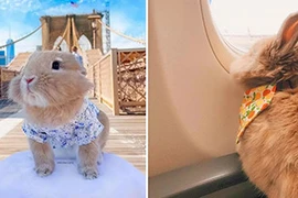 Chú thỏ nổi tiếng sau chuyến đi Mỹ sang chảnh