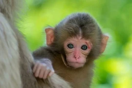 3 con giáp liên tiếp gặp hạn lớn, ngồi không họa cũng tới