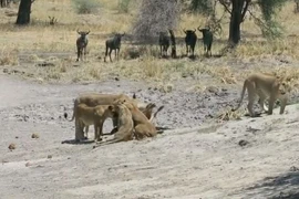 Video: Linh dương đầu bò bỏ mạng vì bị sư tử tập kích bất ngờ