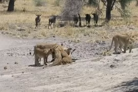 Video: Linh dương đầu bò bỏ mạng vì bị sư tử tập kích bất ngờ