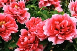 7 loại hoa hút tài lộc, nhà giàu thường mua về để bày