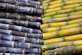 Loại mía nào nhiều dinh dưỡng nhất, loại nào chỉ để uống không để ăn?