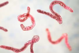 Sán thường ký sinh ở bộ phận nào của con người?