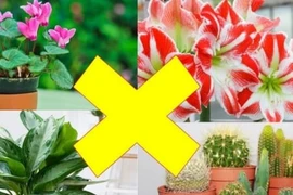Trong nhà trồng 4 loại cây này: Vợ chồng suốt ngày khắc khẩu, Thần Tài chạy xa