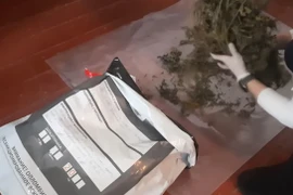 Bất ngờ phát hiện cần sa chất đầy trong chuồng bò