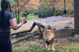 Người phụ nữ trèo vào chuồng sư tử để nói lời yêu