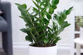 Cây Kim Tiền đặt đúng vị trí này trong nhà mới chuẩn phong thủy