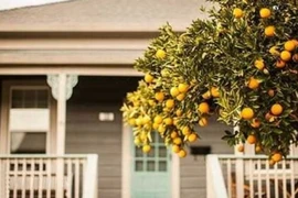 10 loại cây trồng trước cửa nhà giúp xua đuổi vận xui