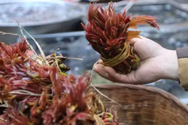 Loại cây ở Việt Nam mọc dại có độc, ở nước ngoài bán 600.000/kg