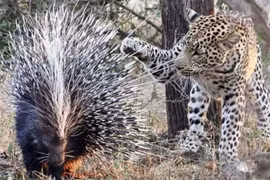 Báo đốm chết thảm vì cả gan giết nhím khổng lồ