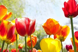 Tuần mới từ 20/2, 3 con giáp làm gì cũng gặp điều may