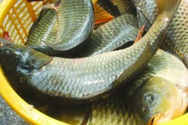 4 loại cá bẩn nhất chợ, tuyệt đối không nên mua