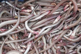 Loại cá nhà nghèo từng bị chê lên chê xuống