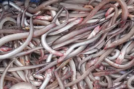 Loại cá nhà nghèo từng bị chê lên chê xuống