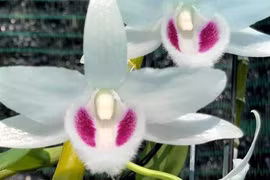 Lan đột biến hết thời 'tiền tỷ', tụt dốc rẻ hơn... rau muống