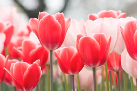 Sinh vào 5 ngày Âm lịch này, cả đời không gặp tai ương