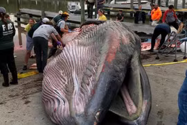 Phát hiện loài cá voi mới chỉ còn 100 cá thể