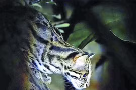 Những chú mèo rừng ở Cúc Phương