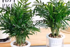 3 loại cây trồng phòng khách làm đẹp môi trường