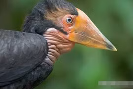 Hộp sọ của loài vật này đáng giá hơn vàng