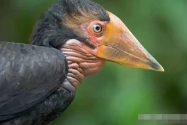 Hộp sọ của loài vật này đáng giá hơn vàng