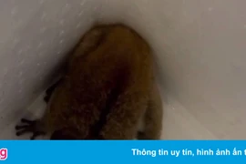 Cu li quý hiếm từ công viên bò vào quán cà phê ở TP.HCM