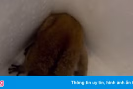 Cu li quý hiếm từ công viên bò vào quán cà phê ở TP.HCM