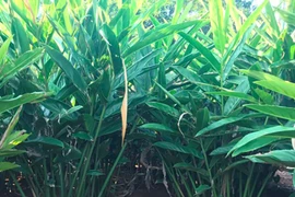 Thứ tưởng vứt đi không ngờ là đặc sản lạ, bán rất đắt hàng