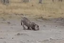 Clip: Phục kích tài tình, sư tử tóm gọn 2 con ngựa vằn