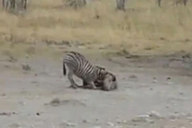 Clip: Phục kích tài tình, sư tử tóm gọn 2 con ngựa vằn