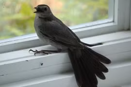 Trong nhà xuất hiện 5 điềm báo: 3 điều tốt tài lộc dồi dào