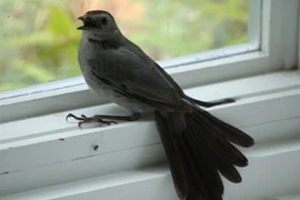 Trong nhà xuất hiện 5 điềm báo: 3 điều tốt tài lộc dồi dào