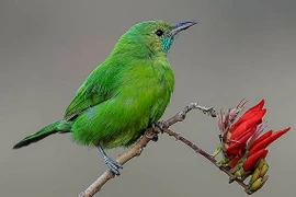 Ai sinh tháng Âm lịch này tự làm chủ cuộc đời