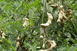 Loại quả trước không mấy ai ăn, giờ đắt khách ở thành phố